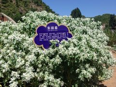 -紫海香堤香草艺术庄园