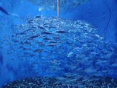 -成都浩海立方海洋公园