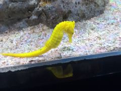 -暹罗海洋世界