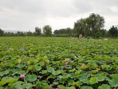 -羊亭河湿地公园