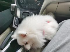 -梅子大排档