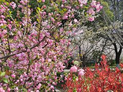 -高东镇樱花园