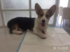 -艾贝尔宠物诊疗