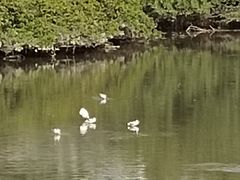 -大亚湾红树林城市湿地公园