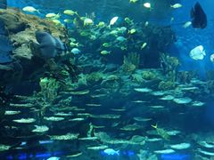 -海合安武汉极地海洋公园