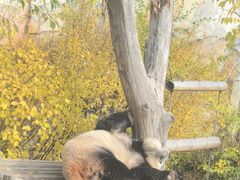 -青藏高原野生动物园
