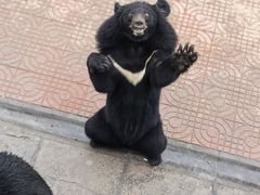 -西霞口神雕山野生动物世界