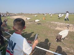 -盐城丹顶鹤湿地生态旅游区