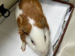 -东莞宠友24H宠物中心医院·转诊夜诊·异宠(新河北路院)