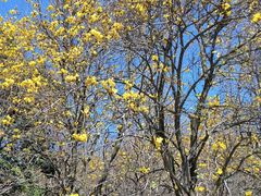 -天适樱花悠乐园