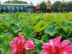 -洪湖家庭农场·团建·露营·会议