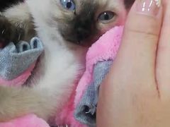 -A猫a狗全科·犬猫异宠·芥西宠物医院(南开总院)