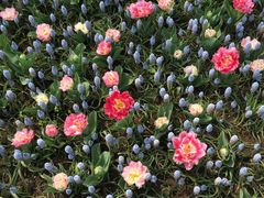 -上海鲜花港