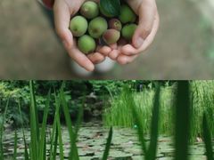 -杭州植物园