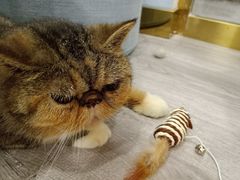 -BABIT巴比特宠物(MOMOPARK店)