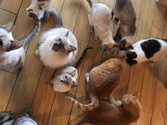 -Cappucimeow猫咪咖啡馆(韦伯时代店)