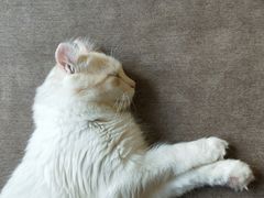 -猫和宫(六道口店)