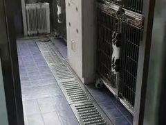 -A猫a狗全科·犬猫异宠·芥西宠物医院(南开总院)