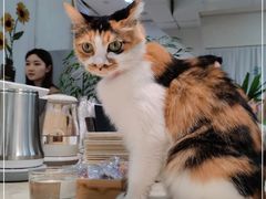 -玫瑰咖啡(中山六路店)