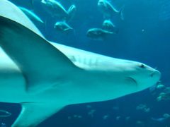 -西雅图水族馆