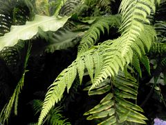 -国家植物园南园