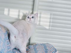 -关爱动物医院·心脏·中兽医·异宠(金牛路分院)