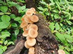 -七步香云南山里菜(昆明老街店)