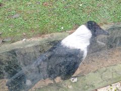 -贵州森林野生动物园