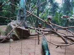 -海南热带野生动植物园