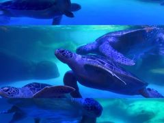 -海合安成都极地海洋公园