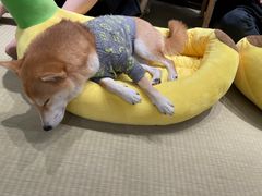 -逗柴咖啡屋·狗咖猫咖宠物桌游