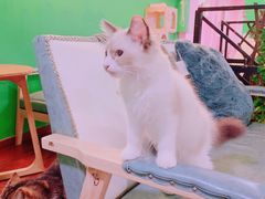 -李小姐の猫咖啡馆(五角场店)