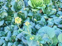 -呼吸森林·生态农庄农家乐私房菜