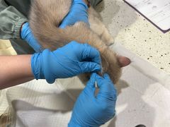 -宠爱国际动物医院·疑难骨科·心肾内科·皮肤科(太阳宫店)