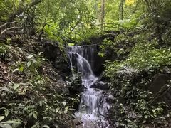 -莫里热带雨林景区