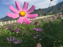 -曲江薰衣草庄园