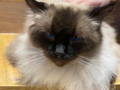-啵啵喵·猫咖(攀华国际店)