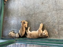 -秦皇岛野生动物园
