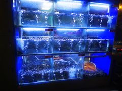 -石锅苗苗鱼(武汉首店)