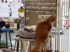 -平行世界·猫咖(首经贸店)