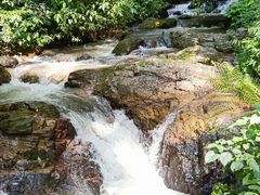 -莫里热带雨林景区