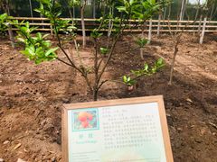 -上海都市菜园
