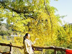 -千年银杏谷文化旅游区