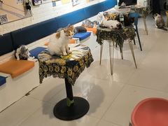 -平行世界·猫咖(首经贸店)