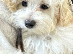 -萌宠之家·腊肠犬·马尔泰·小体犬舍