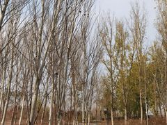 -东郊湿地公园