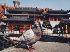 -上海东林寺(金山区)