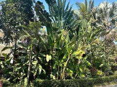 -西双版纳洲际度假酒店-泰傣餐厅