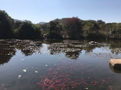 -白马涧龙池景区