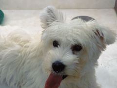 -翊宠yipet猫狗购宠庄园犬舍•猫舍